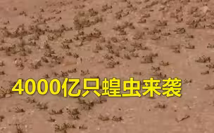 现场画面！4000亿只蝗虫来袭  多国进入紧急状态