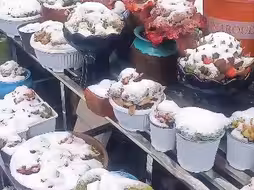 多肉还好吧？万万没想到，整个冬天没下，农历三月居然下。前几天气温30，今天1度，