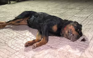 猛犬卡斯罗真残暴，发起疯来把罗威纳活活咬死，简直太残忍了！
