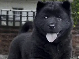 一种非常稀少的田园犬  全身上下无杂毛 十分罕见