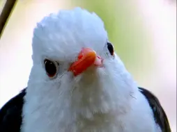 超近！白头鹎鹎！超近！白头鹎鹎！超近！白头鹎鹎！超近！白头鹎鹎！超近！白头鹎鹎！超近！白头鹎鹎！超近！白头鹎鹎！超近！白头鹎鹎！超近！白头鹎鹎！超近！白头鹎鹎！