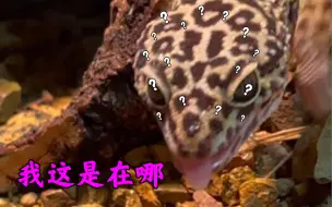 简易豹纹守宫原生造景