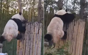 乐宝真是神奇的熊熊🐻前后动作出奇的一致（同一日期，同一棵树，同一个熊，同样的动作）