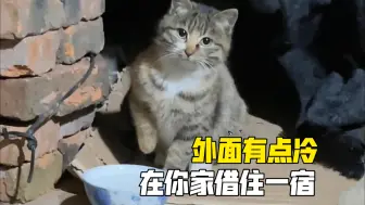 零下二十五度的天气，为了躲避严寒，流浪猫藏在了没水没电的仓库里