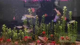 感觉自从喂了缓沉型颗粒，它们就不吃贴片鱼粮了