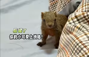 捡来的小松鼠也可以养的这么亲人啊！后续7