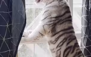 快看啊正宗奶牛猫
