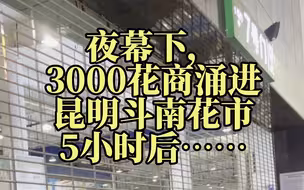 夜幕下，3000花商涌进昆明斗南花市，5小时后……
