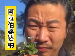 精华萃取--阿拉伯婆婆纳，绿茶工艺 #万物皆可茶