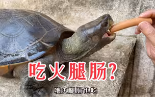 巨无霸亚巨，第一次吃火腿肠，吃货名不虚传！