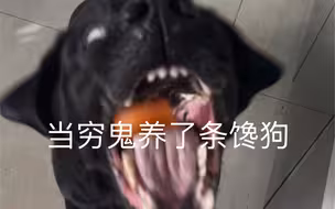 我在灶台上做饭，它在灶台下开饭