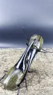 长戟大兜虫为爱冲锋。