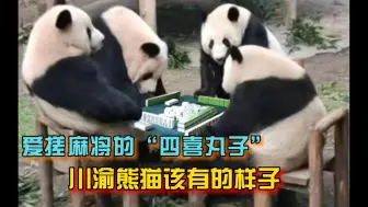 爱搓麻将的“四喜丸子”，川渝大熊猫该有的样子