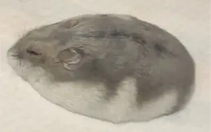 水滴 鼠饼