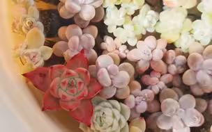 多肉无孔玻璃瓶种植小记丨浸盆