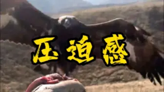 这么大一只猛禽飞来你接得住吗？