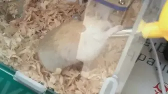仓鼠晚上玩跑轮吵的睡不着怎么办，史上最菜攻略