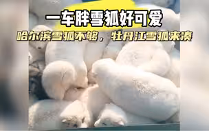 哈尔滨又借东西了，借了一车胖胖的雪狐，下次要借辽宁舰了