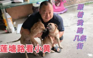 莲塘路看小黄，给她安排鸡腿鸭腿，跟着我跑几条街不走