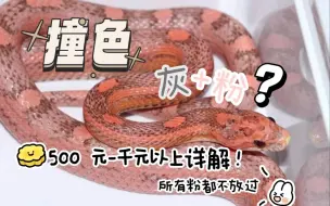 4 种【冷色系粉色玉米蛇】基因详解！玩的就是撞色！不随大流！快来围观，最后一种高颜值绝绝子！
