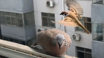 陌生鸟