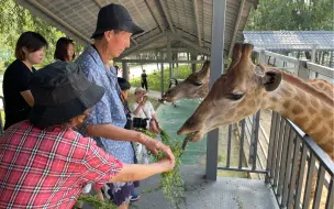 和爸妈逛盘锦动物园，门票50元，头一回给长颈鹿和孔雀喂饲料