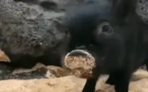 黑猪猪，美美烟熏妆