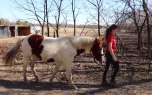 马术学习：如何简单的给马匹搭建障碍 Simple DIY Horse Obstacle Course