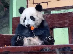 800个心眼的妹猪仔 小眼珠子滴溜溜的转 是在防蜀黍ee偷你胡卜卜吗 😂（猪总今天又点旧）