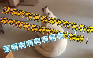 炫神发疯大叫合辑！怎么一直在叫啊？顶级享受！