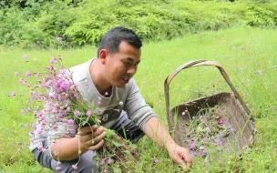 黑哥找到一块荒地，竟然长满了一点红，农村人都喜欢拔来泡茶喝