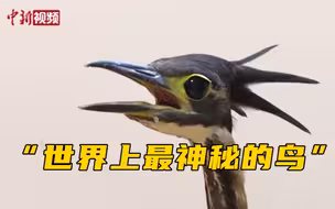 江西武宁发现世界最濒危鸟类之一海南虎斑鳽