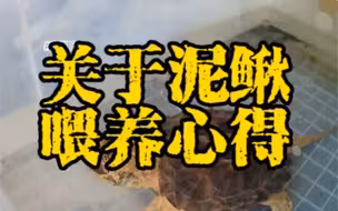 关于泥鳅喂龟的一些心得分享