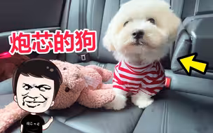 带狗子去洗澡，这也太可爱了吧，回家起锅烧油咯！