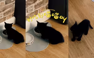 第一次吃到湿粮的小黑猫，开心到喵喵叫