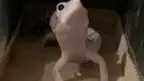 逆子！守宫养不熟怎么办！！