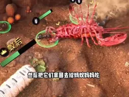 小小蚁国之进击的大龙虾