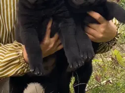 #五黑犬 #中华田园犬 #极品小狗 #看家护院 #狗狗等主人