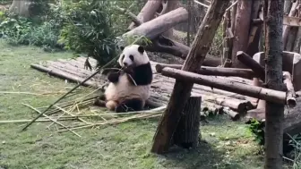 花花你也太会整造型了吧！