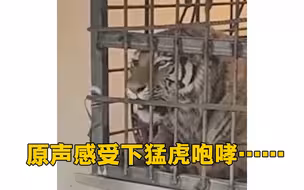进村东北虎麻醉针醒了 原声感受下猛虎咆哮
