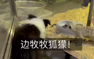 异宠博主家的边牧都在牧些什么？