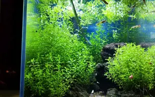 日本珍珠草修剪，养成圆球，沉浸式修剪水草