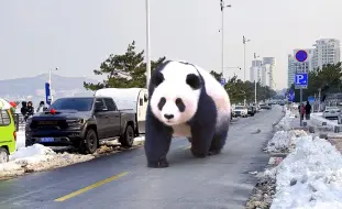 大熊猫出来压马路了
