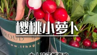 脆甜好吃的小萝卜，你也种吧#樱桃小萝卜