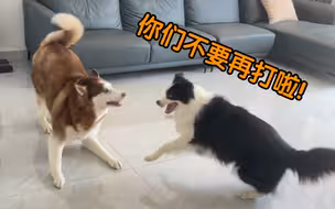 当你的家里有两只爱打架的狗……
