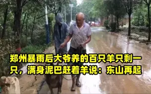 郑州暴雨后大爷养的百只羊只剩一只，满身泥巴赶着羊说：东山再起