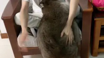 浣熊减肥，反复起跳