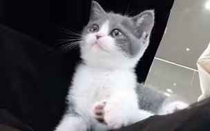 我终于有猫啦，闲鱼购入一只蓝白英短，山楂是一个女孩子，3个月