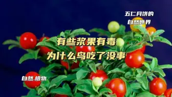 有些浆果有毒为什么鸟类吃了没事
