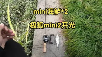 水滴新轮开光，极狐mini2，今年最小的咪咪鲈+鳊鱼。